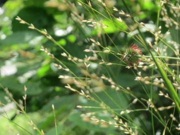 Fotografia da espécie Melica uniflora