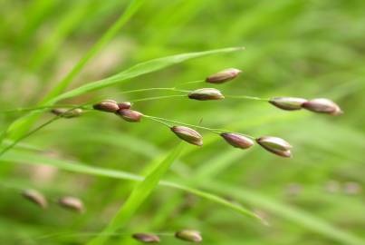 Fotografia da espécie Melica uniflora