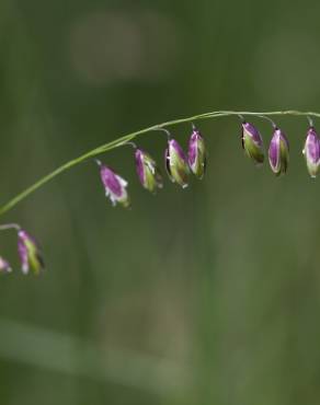 Fotografia 5 da espécie Melica uniflora no Jardim Botânico UTAD