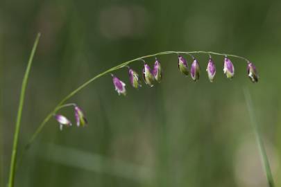 Fotografia da espécie Melica uniflora