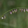 Fotografia 5 da espécie Melica uniflora do Jardim Botânico UTAD