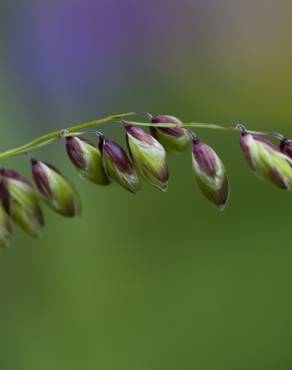 Fotografia 1 da espécie Melica uniflora no Jardim Botânico UTAD