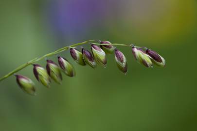 Fotografia da espécie Melica uniflora