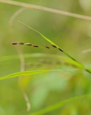 Fotografia 6 da espécie Melica uniflora no Jardim Botânico UTAD