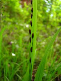 Fotografia da espécie Melica uniflora