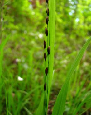 Fotografia 7 da espécie Melica uniflora no Jardim Botânico UTAD