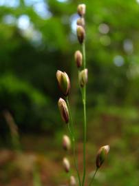 Fotografia da espécie Melica uniflora