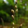 Fotografia 8 da espécie Melica uniflora do Jardim Botânico UTAD