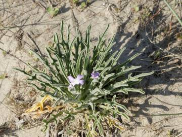 Fotografia da espécie Matthiola sinuata