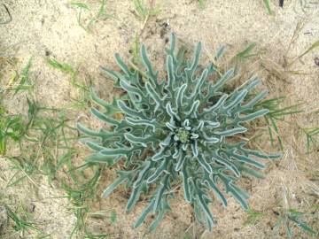 Fotografia da espécie Matthiola sinuata