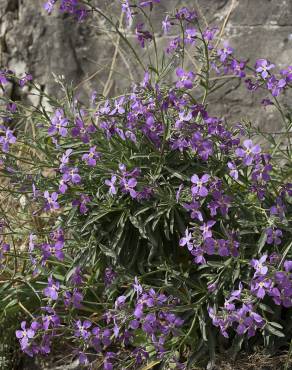 Fotografia 4 da espécie Matthiola sinuata no Jardim Botânico UTAD