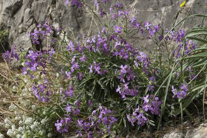 Fotografia da espécie Matthiola sinuata