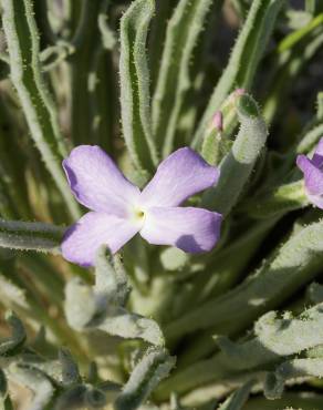 Fotografia 5 da espécie Matthiola sinuata no Jardim Botânico UTAD