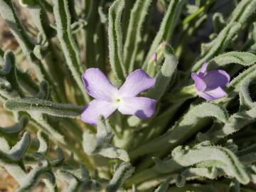 Fotografia da espécie Matthiola sinuata