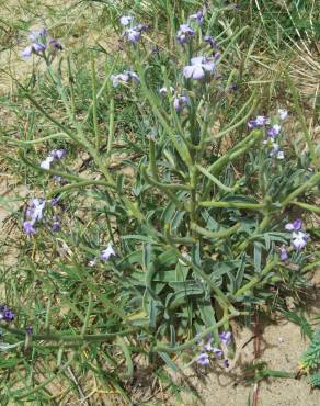 Fotografia 6 da espécie Matthiola sinuata no Jardim Botânico UTAD