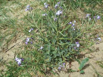 Fotografia da espécie Matthiola sinuata