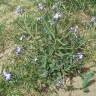 Fotografia 6 da espécie Matthiola sinuata do Jardim Botânico UTAD