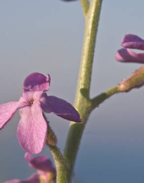 Fotografia 7 da espécie Matthiola sinuata no Jardim Botânico UTAD