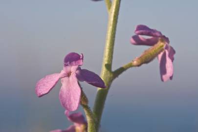 Fotografia da espécie Matthiola sinuata