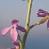 Fotografia 7 da espécie Matthiola sinuata do Jardim Botânico UTAD