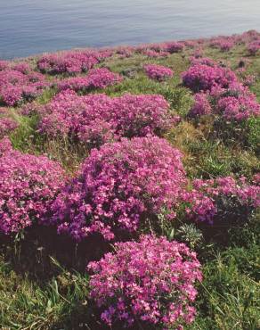 Fotografia 8 da espécie Matthiola sinuata no Jardim Botânico UTAD