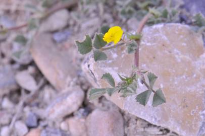 Fotografia da espécie Medicago littoralis