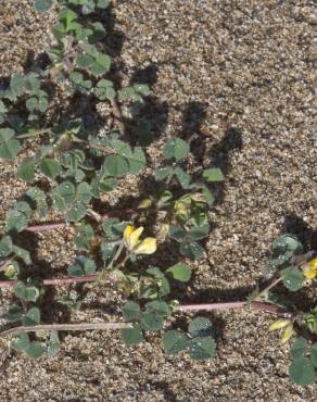 Fotografia 4 da espécie Medicago littoralis no Jardim Botânico UTAD