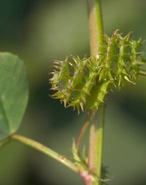 Fotografia 5 da espécie Medicago littoralis no Jardim Botânico UTAD