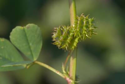 Fotografia da espécie Medicago littoralis