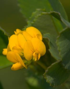 Fotografia 1 da espécie Medicago littoralis no Jardim Botânico UTAD