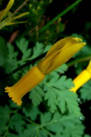 Fotografia da espécie Narcissus cyclamineus