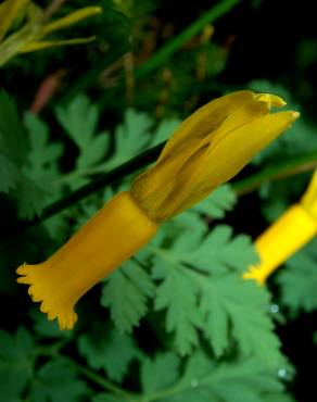 Fotografia 2 da espécie Narcissus cyclamineus no Jardim Botânico UTAD