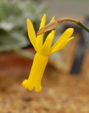 Fotografia 3 da espécie Narcissus cyclamineus no Jardim Botânico UTAD