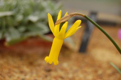 Fotografia da espécie Narcissus cyclamineus