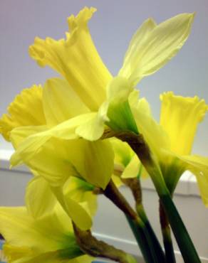 Fotografia 4 da espécie Narcissus cyclamineus no Jardim Botânico UTAD