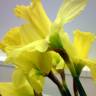 Fotografia 4 da espécie Narcissus cyclamineus do Jardim Botânico UTAD