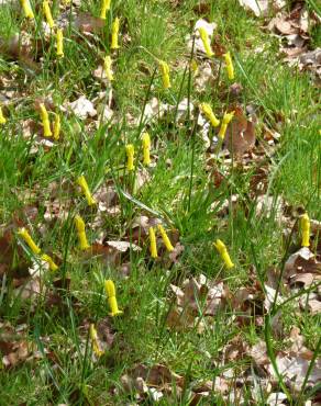 Fotografia 6 da espécie Narcissus cyclamineus no Jardim Botânico UTAD