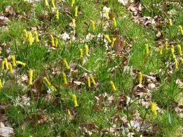 Fotografia da espécie Narcissus cyclamineus