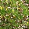 Fotografia 6 da espécie Narcissus cyclamineus do Jardim Botânico UTAD