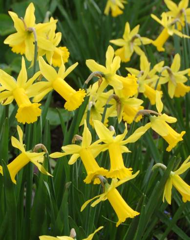 Fotografia de capa Narcissus cyclamineus - do Jardim Botânico