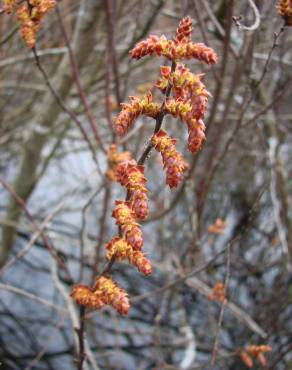 Fotografia 1 da espécie Myrica gale no Jardim Botânico UTAD