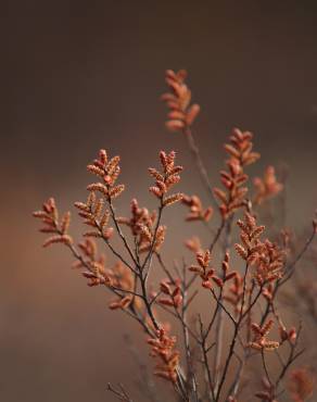 Fotografia 3 da espécie Myrica gale no Jardim Botânico UTAD