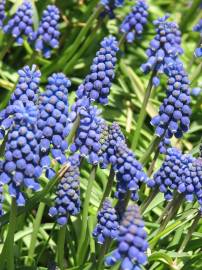 Fotografia da espécie Muscari neglectum