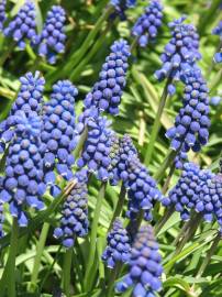 Fotografia da espécie Muscari neglectum