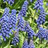 Fotografia 3 da espécie Muscari neglectum do Jardim Botânico UTAD