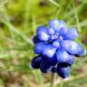 Fotografia 6 da espécie Muscari neglectum do Jardim Botânico UTAD