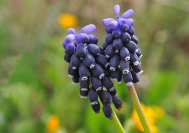 Fotografia da espécie Muscari neglectum