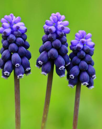 Fotografia de capa Muscari neglectum - do Jardim Botânico