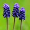 Fotografia 1 da espécie Muscari neglectum do Jardim Botânico UTAD
