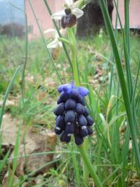 Fotografia da espécie Muscari neglectum